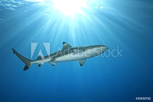 Image de Blacktip Reef Shark